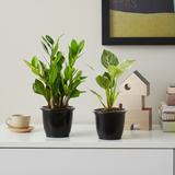 Air Purifying Plants Combo Set Of 2 [ZZ Plant & Philodendron Birkin] | Indoor Decorative Live Plants | Low-Maintenance | Ideal for Home & Office Décor