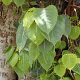 Peepal Tree(Ficus Religiosa)Live Plant (Home & Garden)