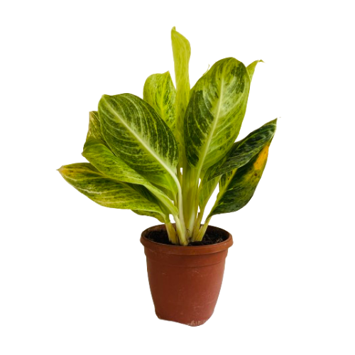 aglaonema green yellow hybrid Aglaonema "Rayon Gold"