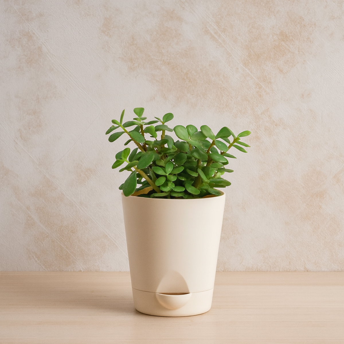 Jade Plant (Crassula Ovata) Good Luck Live Succulent | Low Maintenance Plant for Office Desk & Home Décor | Natural Air Purifier in Stylish Self-Watering Pot (Pot Colour May Vary)