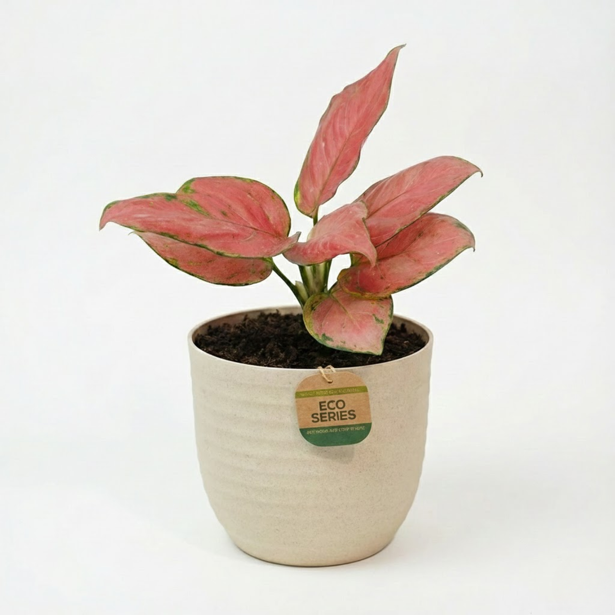 Aglaonema Pink Anjamani Live Plant in Verona 15cm Eco Planter (Cream) | Indoor Air-Purifying Decorative Plant | Low-Maintenance | Ideal for Home & Office Décor