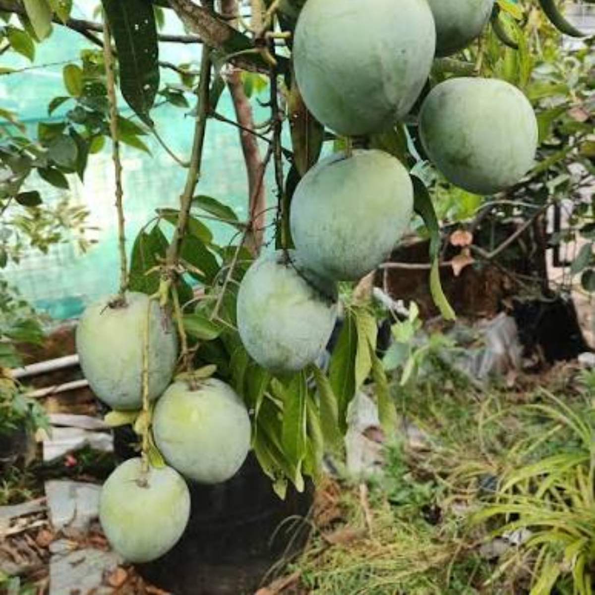 Mundappa Mango (Mangifera indica) Live Plant | Traditional Kerala & Karnataka Mango Variety | Grafted Live Plant (Home & Garden)