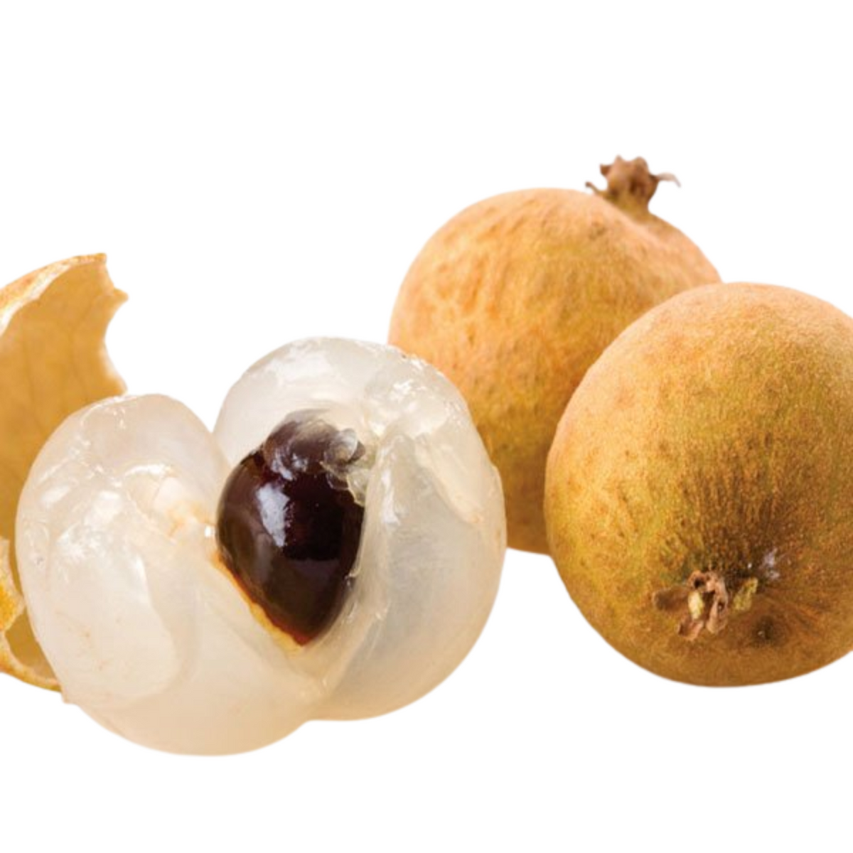 Longan (Diamond River, Layer) Fruit Plant(Dimocarpus longan)((Home & Garden)