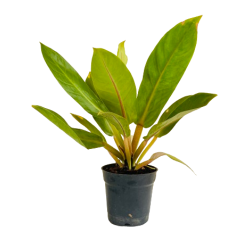 Philodendron Golden Melinonii - Live Plant (Home & Garden)