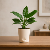 Peace Lily | Indoor Air-Purifying Plant | Flowering Spathiphyllum in 4-Inch Self-Watering Pot | Perfect for Home & Office Décor (Pot Colour May Vary)