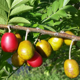 Red Mombin Fruit (Spondias purpurea) Seedling Fruit Plant (Home & Garden Plants)