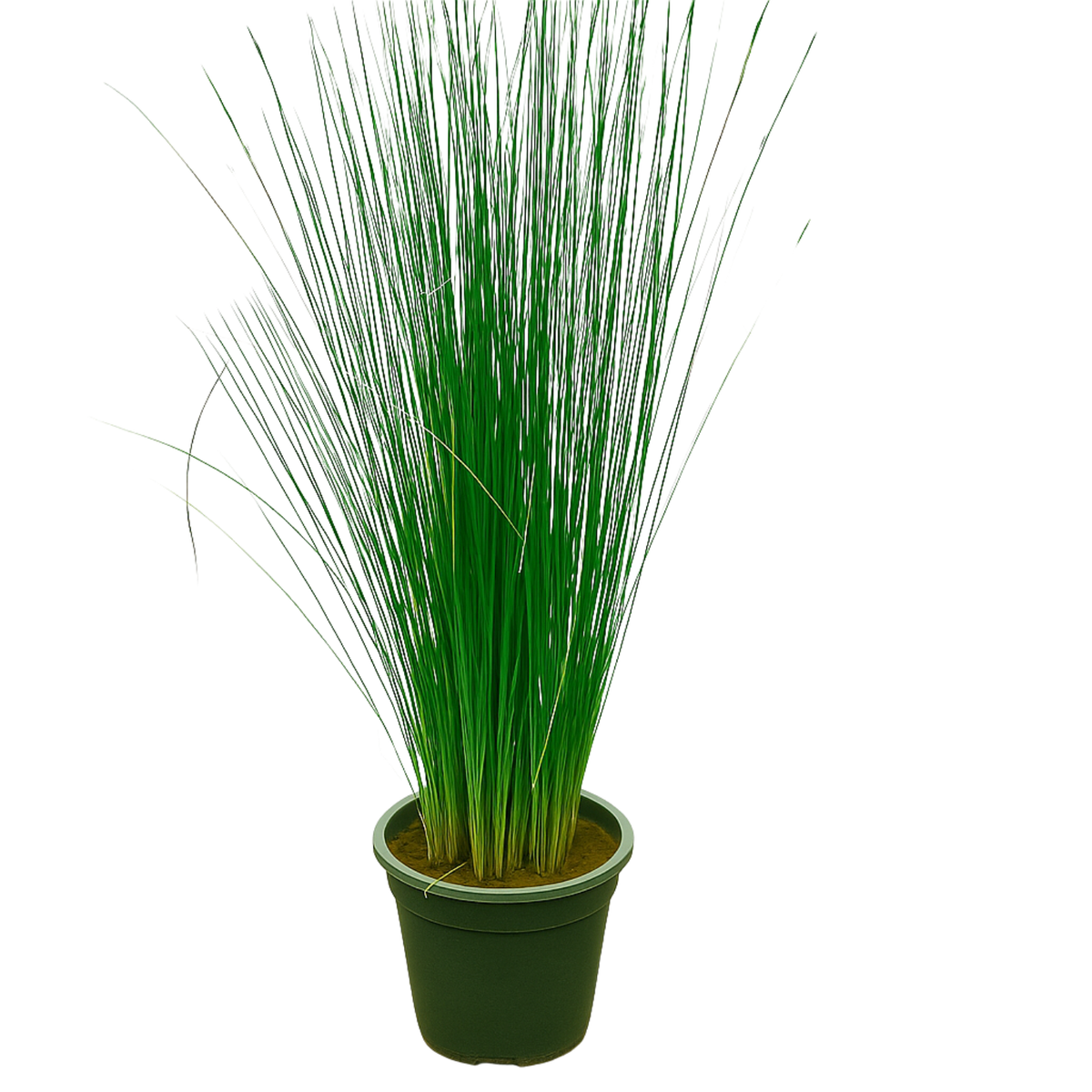 Pencil Grass(Juncus effusus) Live Plant (Home & Garden)