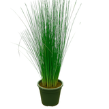 Pencil Grass(Juncus effusus) Live Plant (Home & Garden)
