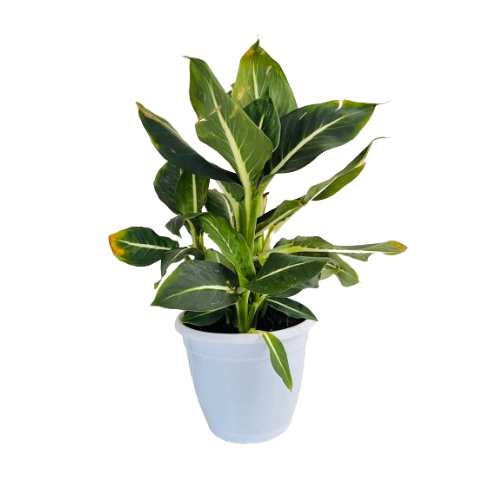 dieffenbachia green magic care Dieffenbachia Green Magic