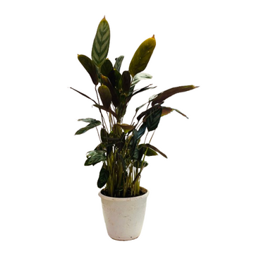 calathea compactstar standort Calathea Compact Star