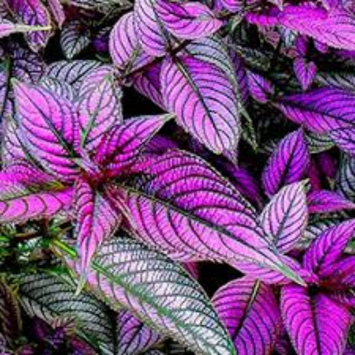 Peacock Plant, Persian Shield - Strobilanthes Dyerianus Live Plant (Home & Garden)