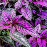 Peacock Plant, Persian Shield - Strobilanthes Dyerianus Live Plant (Home & Garden)