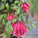 Fraser Island Creeper Live Plant  (Home & Garden)