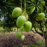Banganapalle / Banganapalli Mango (Mangifera indica) Live Plant (Home & Garden)