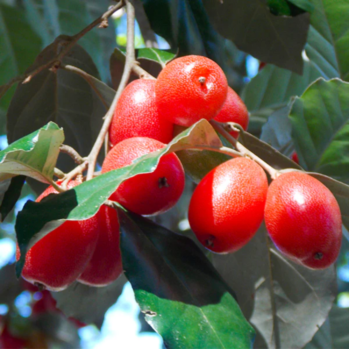 Silver Berry (Elaeagnus Commutata) Layered Fruit Plant (Home & Garden Plants)