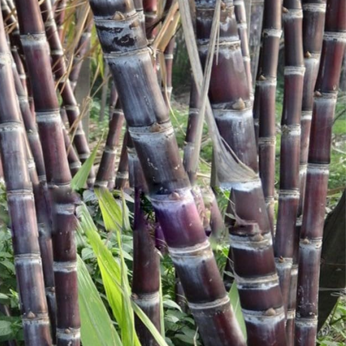 Sugarcane/Ganna(Saccharum officinarum)Live Plant(Home&Garden)