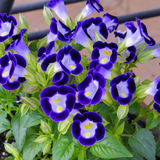 Torenia Live Plant (Home & Garden)