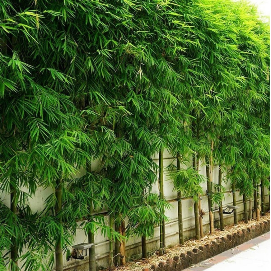 Pencil Bamboo(Bambusa multiplex)Live Plant (Home & Garden) – Hug A Plant