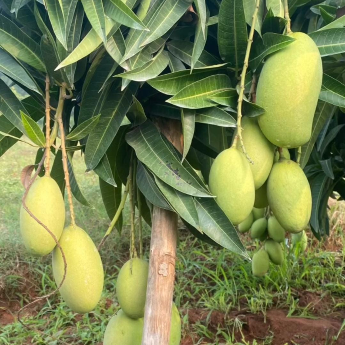 Cheruku Rasam Mango / Cheruku Rasalu Sweet Juicy Mango (Mangifera indica) Live Plant (Home & Garden)