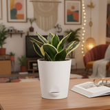 Sansevieria Golden Hahnii (Snake Plant) In 4 Inch Self-watering Pot | Indoor Air-Purifying | Compact & Low-Maintenance | Ideal for Home & Office Décor (Pot Colour May Vary On Availability)