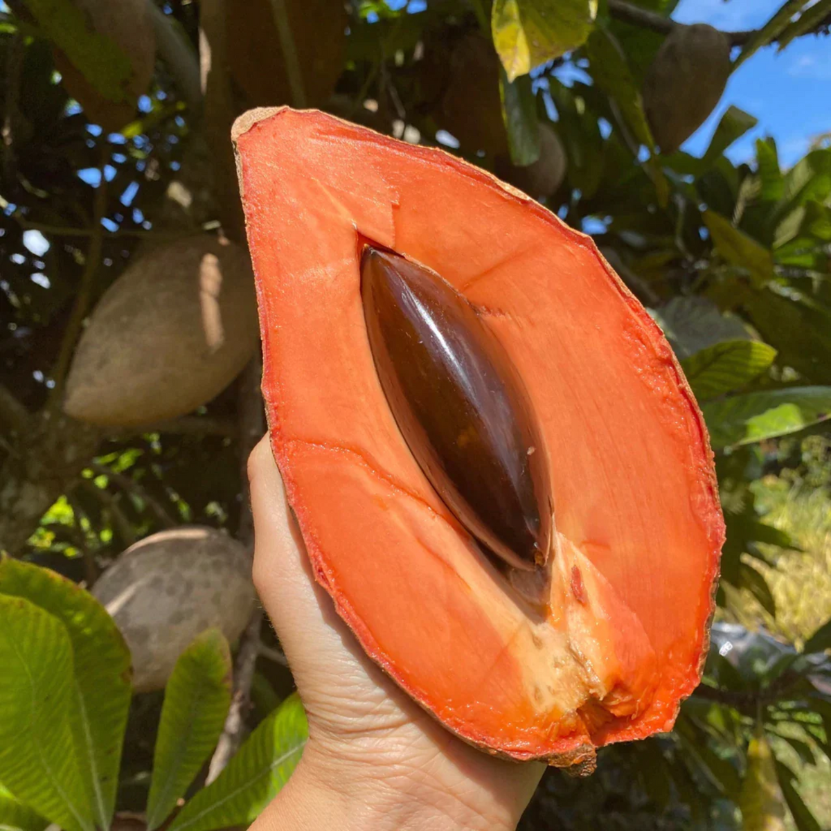 Mamey Sapote Magana (Pouteria Sapota) Seedling Fruit Plant (Home & Garden Plants)