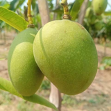Kelani Selection Mango Live Plant | Exotic Mango Fruit Tree | Live Plant (Home & Garden)