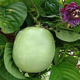 Akashavellari Live Plant (Home & Garden)