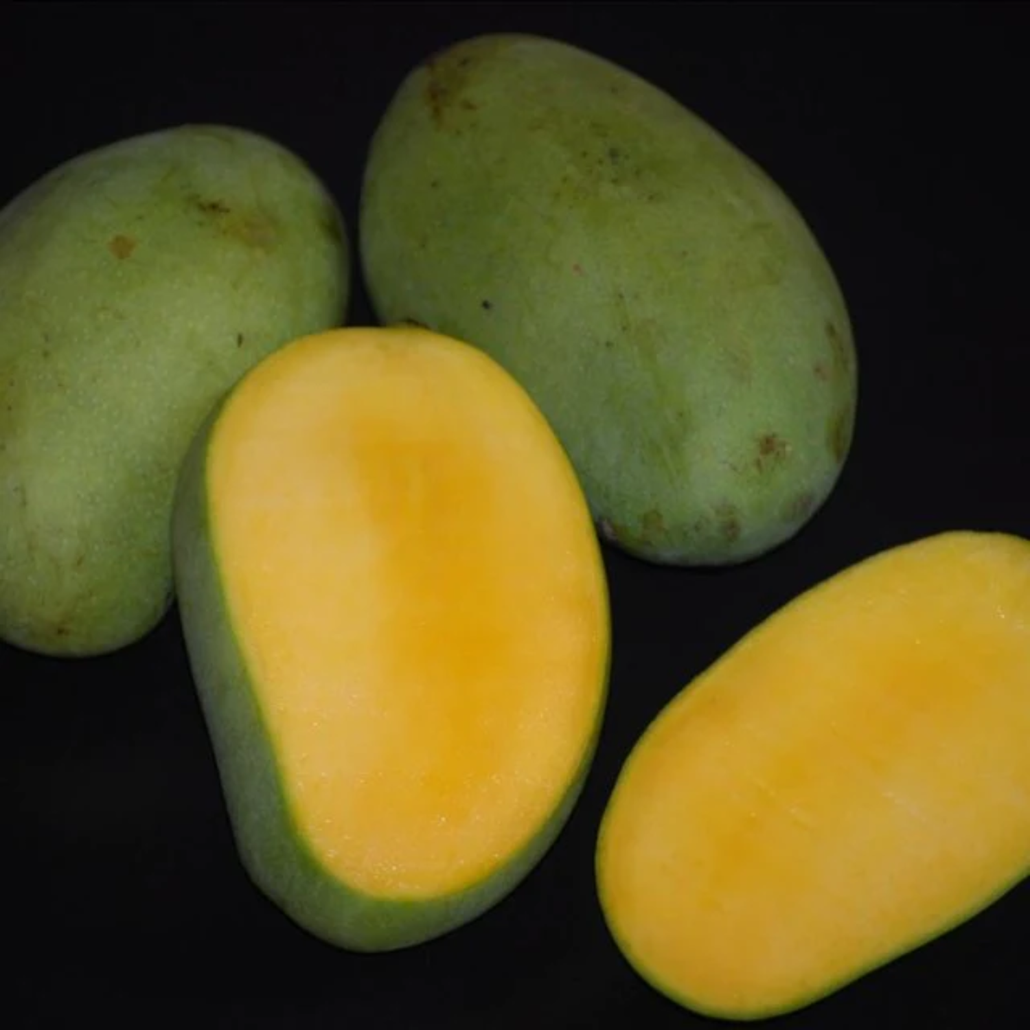 Kolomb Mango Grafted Fruit Plant (Home & Garden Plants)