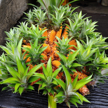 medusa pineapple plant Medusa Pineapple Fruit Plant (Home & Garden Plants) – Hug A Plant