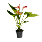 Anthurium Livium Red | Candy Cane | Flamingo Flower Flowering/Ornamental Live Plant (Home & Garden)
