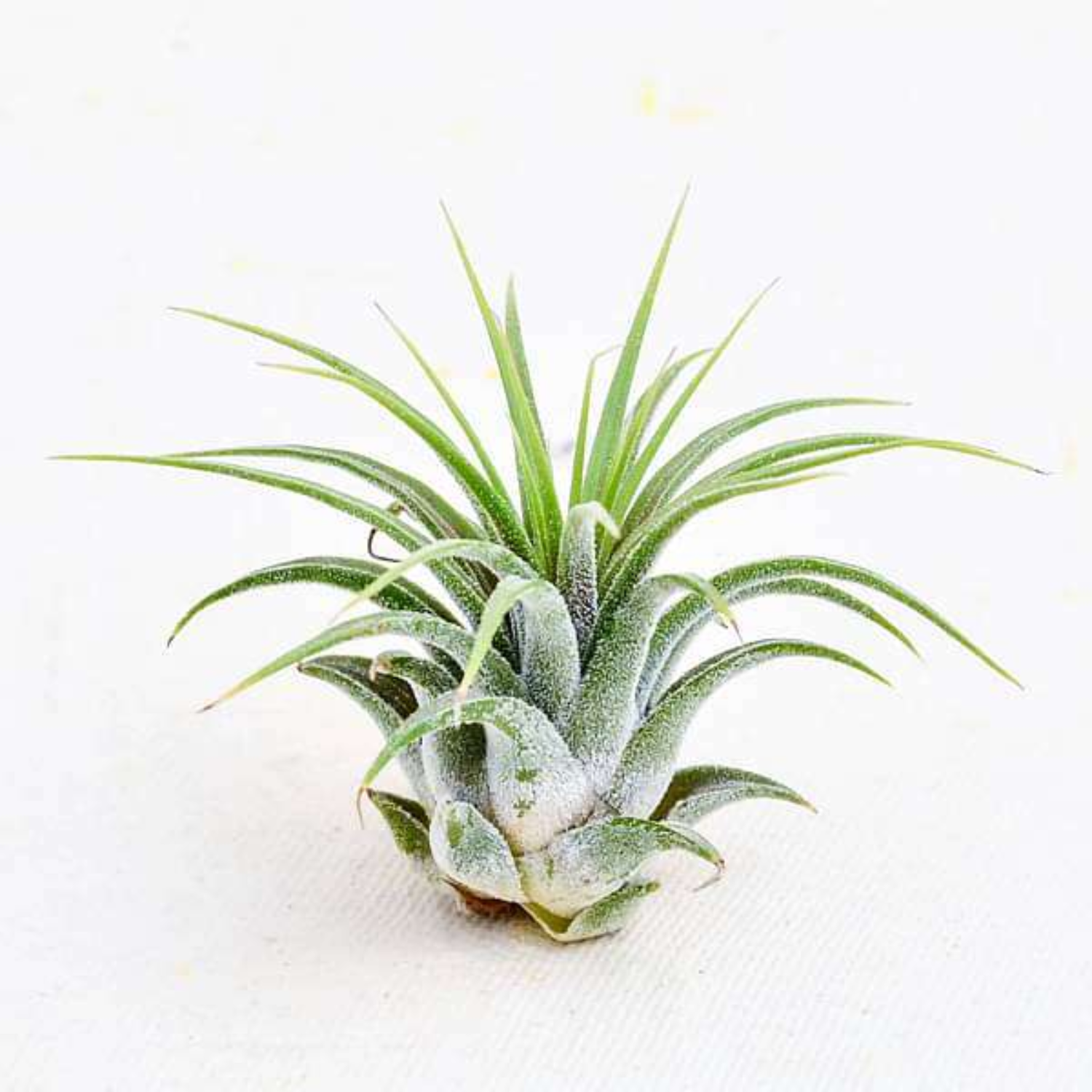 Air Plant | Tillandsia ionantha Guatemala (Big) - Live Plant (Home & Garden)