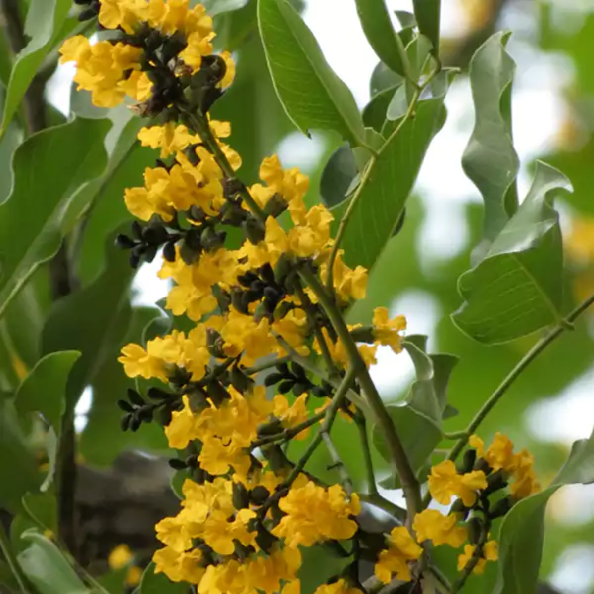 Venga / Indian Kino Tree (Pterocarpus marsupium) Ornamental Live Plant (Home & Garden)