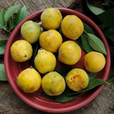Ubajai Fruit (Eugenia Myrcianthes) Seedling Fruit Plant (Home & Garden Plants)
