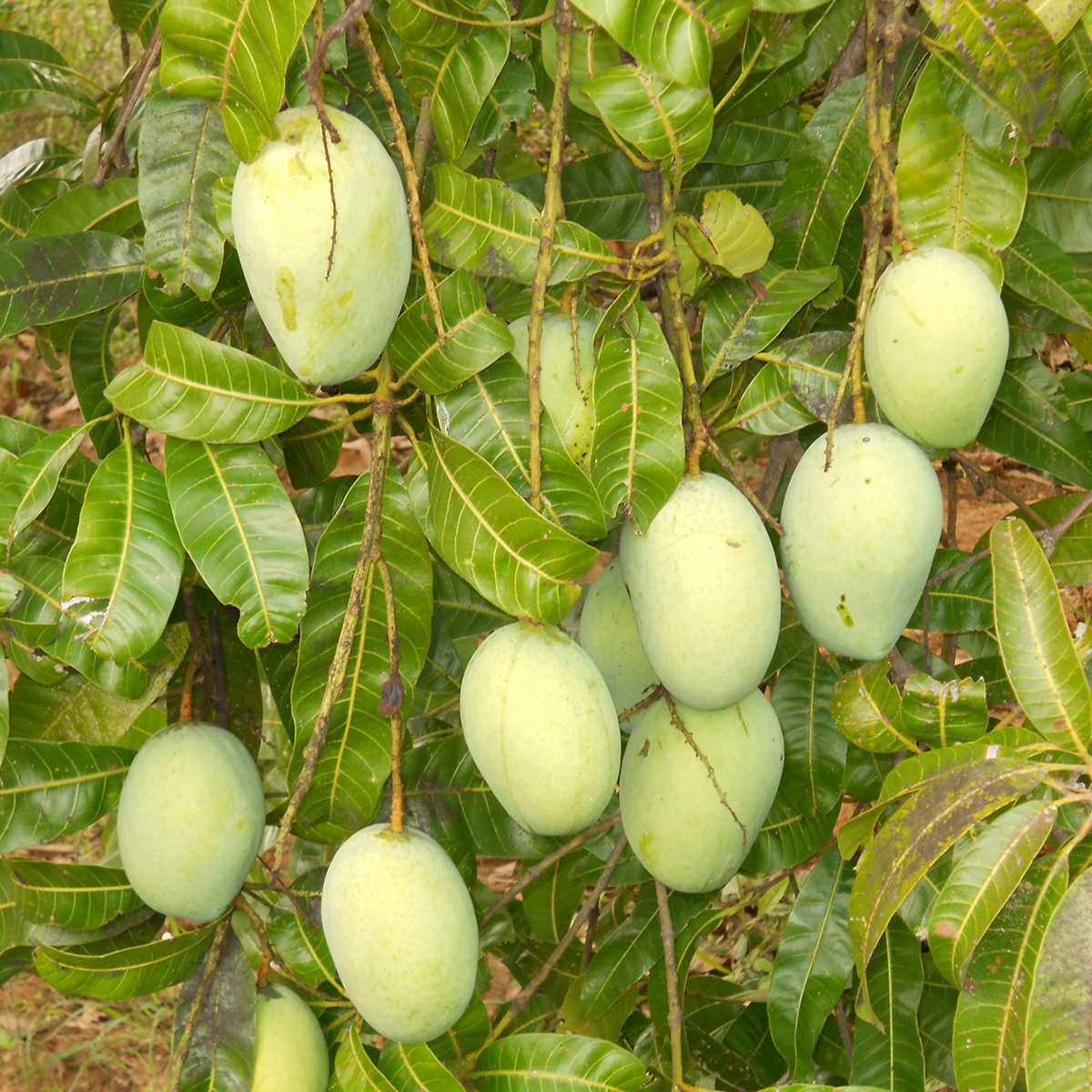 Kalapadi / Kalapady Mango (Mangifera indica) Live Plant | Live Fruit Plant (Home & Garden)