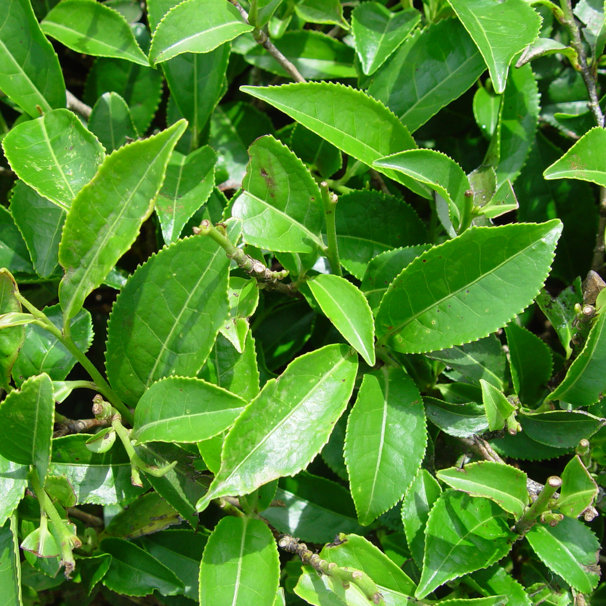 Tea Plant(Camellia Sinensis)Live Plant (Home & Garden Plants)