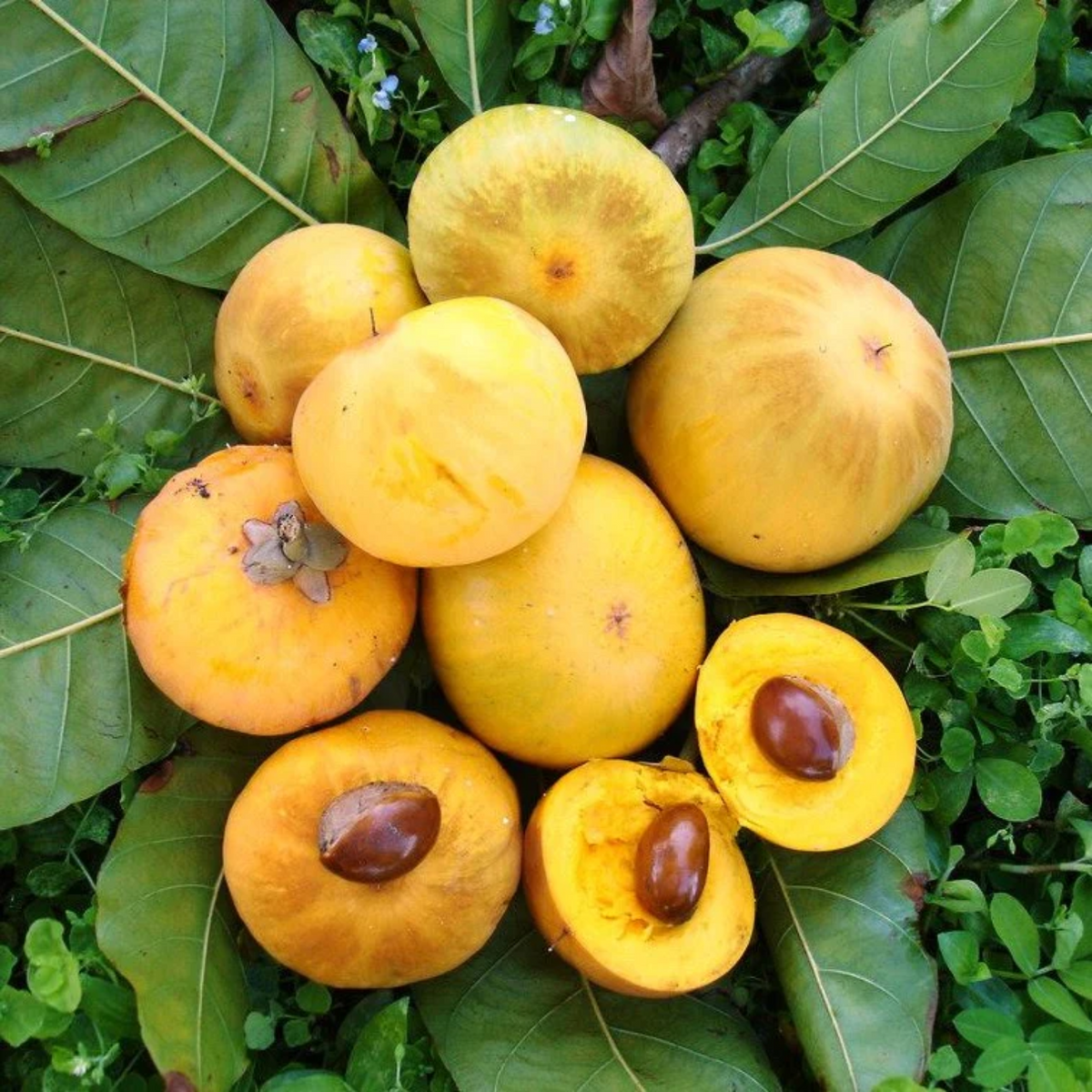 Ross Sapote (Pouteria SP) Seedling Fruit Plant (Home & Garden Plants)