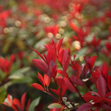 Eugenea Liver Red(Syzygium myrtifolium 'Red') Live Plant (Home & Garden)