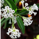 Din Ka Raja Plant - Cestrum Diurnum, Day Blooming Jasmine Live Plant (Home & Garden)