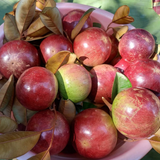 Red Star Apple (Chrysophyllum Cainito) Seedling Fruit Plant (Home & Garden Plants)