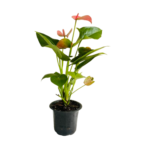 Pink Anthurium (Anthurium andraeanum) Flowering/Ornamental Live Plant (Home & Garden)