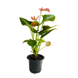 Pink Anthurium (Anthurium andraeanum) Flowering/Ornamental Live Plant (Home & Garden)