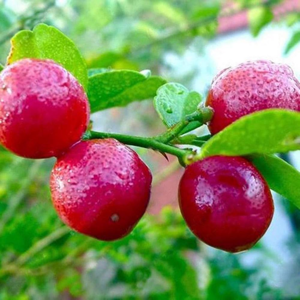 Red Lemon (Citrus limonimedica) Live Plant(Home & Garden)