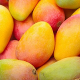Kesari Mango Grafted Fruit Plant (Home & Garden Plants)