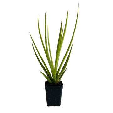 bacularis plant care Silver Mikado (Sansevieria bacularis)