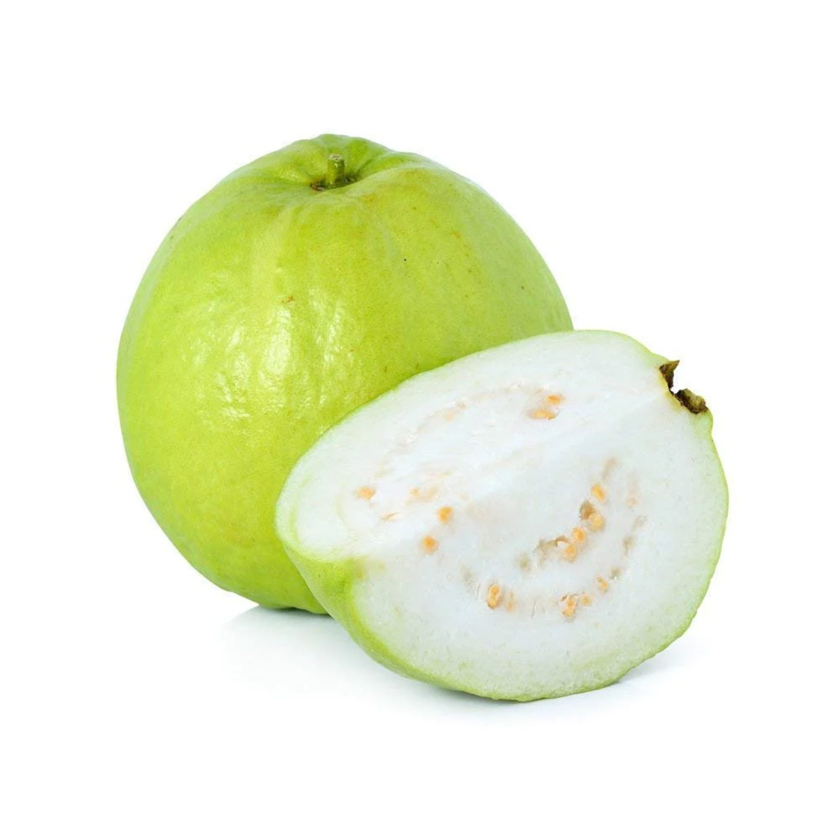 Allahabad Safeda Guava  Fruit Plant (Home & Garden Plants)