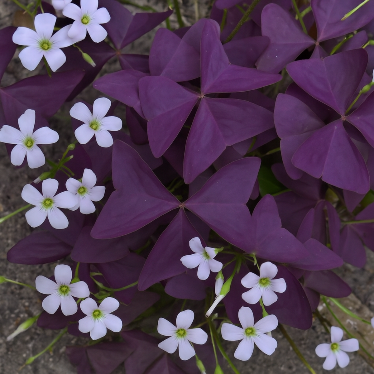 Oxalis Triangularis - Purple Shamrock, Butterfly Oxalis, Butterfly Plant Live Plant (Home & Garden)