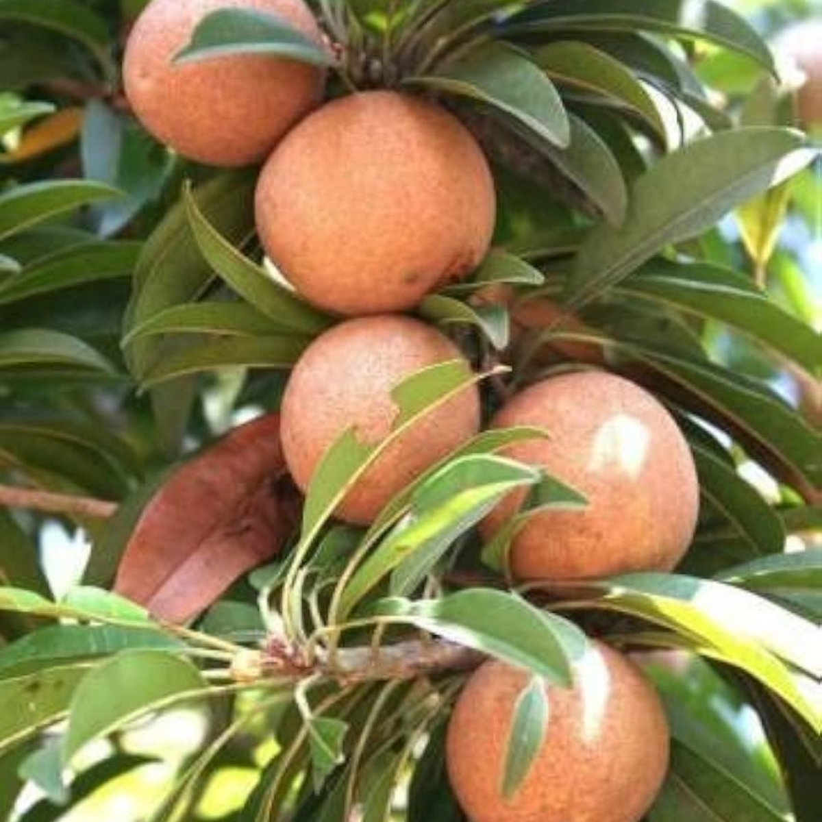 Cricket Ball Chiku( Sapodilla ) Grafted Fruit Live Plant (Home & Garden)