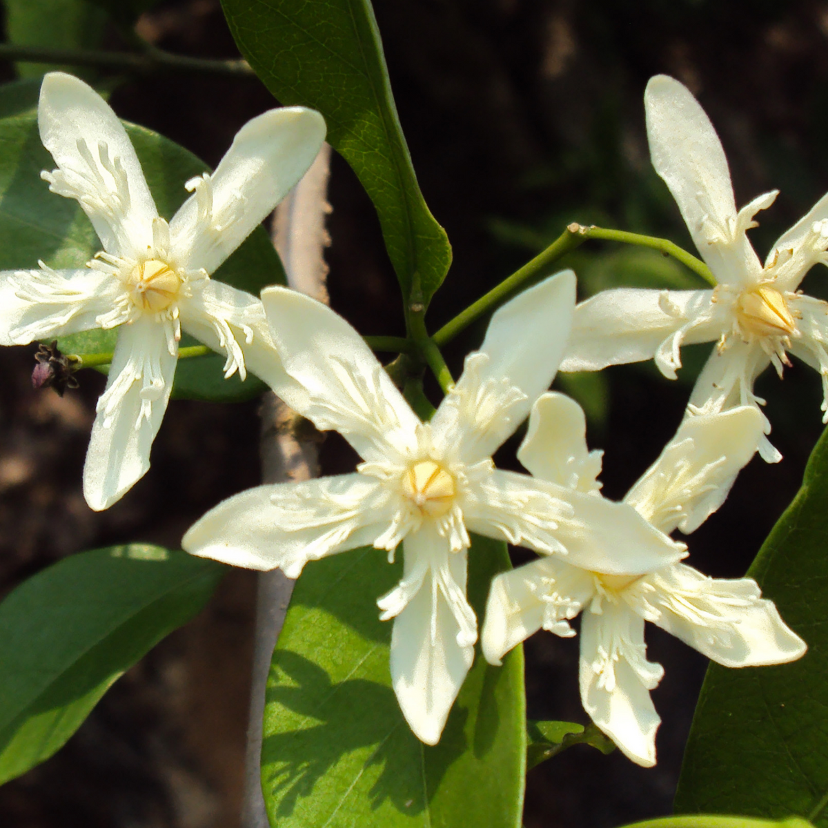 Birth Star : Vishaka|Visakham (Plant: Danthapala-Feronia Elephantum|Feronia Limonia|Mesua Ferrea|Limonia Acidissima) (H&G)