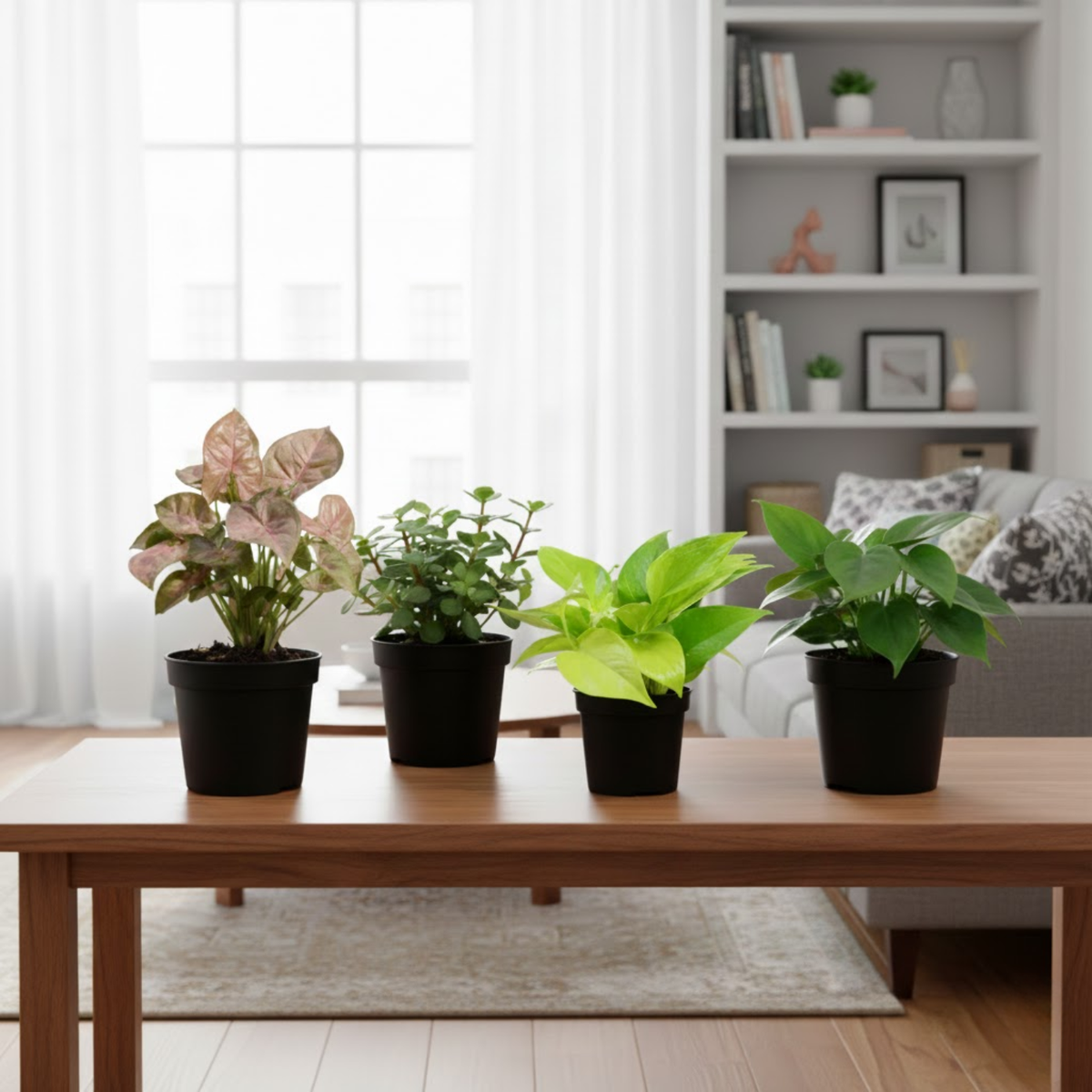 Combo of 4 Live indoor Plants | Set of 4 [Syngonium Pink Neon, Jade Mini, Money Plant Golden, Philodendron Oxycardium Green] | Indoor Air-Purifying Decorative Plants | Ideal for Home & Office Décor