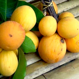 Aguh Gitan (Willughbeia Edulis) Seedling Fruit Plant (Home & Garden Plants)